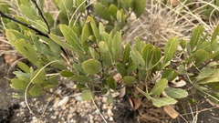 Searsia magalismontana magalismontana