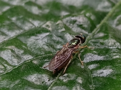 Sarginae