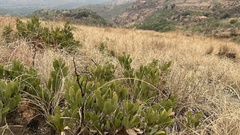 Searsia magalismontana magalismontana