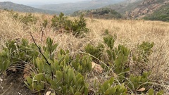 Searsia magalismontana magalismontana