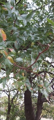 Pistacia atlantica