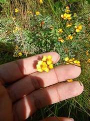 Tagetes tenuifolia