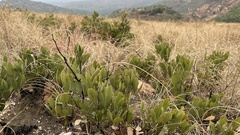 Searsia magalismontana magalismontana