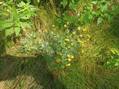 Tagetes tenuifolia