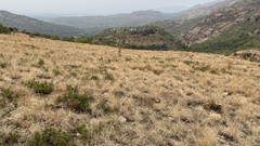 Searsia magalismontana magalismontana