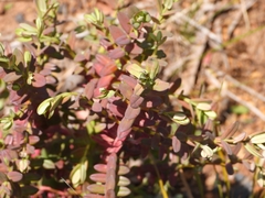 Darwinia citriodora