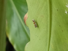 Lophopinae