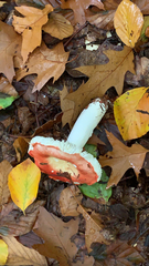 Russula cremoricolor