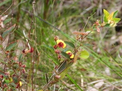 Bossiaea ornata