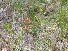 Bossiaea ornata