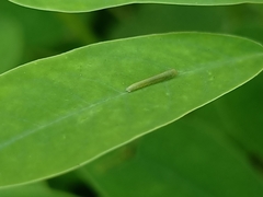 Eurema hecabe