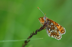 Melitaea diamina