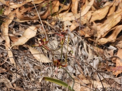 Caladenia attingens