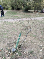 Elaeagnaceae