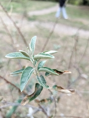 Elaeagnaceae