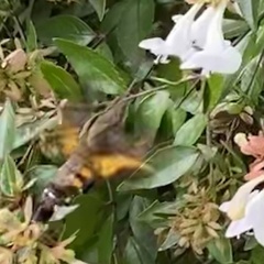 Macroglossum pyrrhosticta