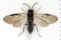 Empria pumiloides