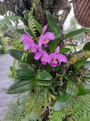 Cattleya trianae