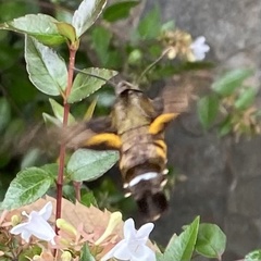 Macroglossum pyrrhosticta