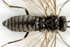 Empria pumiloides