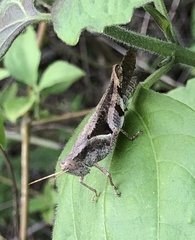 Xenocatantops dirshi