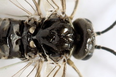Empria pumiloides