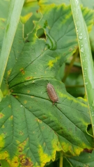 Porcellio monticola