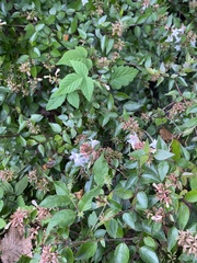 Macroglossum pyrrhosticta