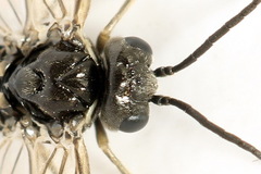 Empria pumiloides