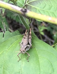 Xenocatantops dirshi