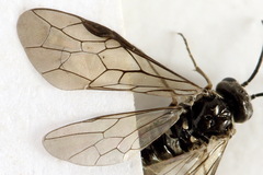 Empria pumiloides