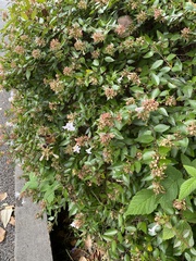 Macroglossum pyrrhosticta