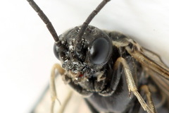 Empria pumiloides