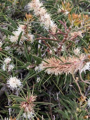 Hakea ulicina