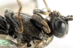 Empria pumiloides