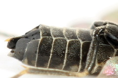 Empria pumiloides