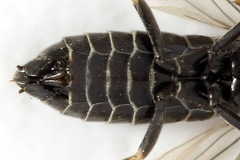 Empria pumiloides