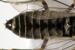 Empria pumiloides