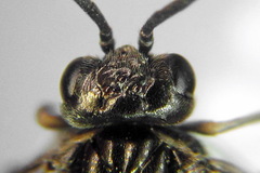 Empria pumiloides