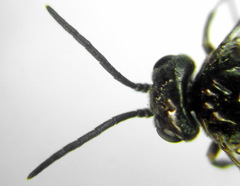 Empria pumiloides