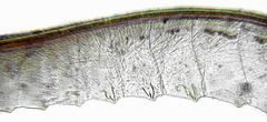 Empria pumiloides