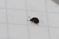 Agathidium nigrinum