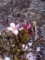 Lachnaea grandiflora