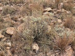 Helichrysum kraussii