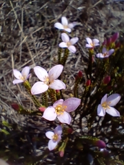 Lachnaea grandiflora