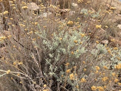 Helichrysum kraussii