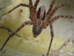 Agelenidae
