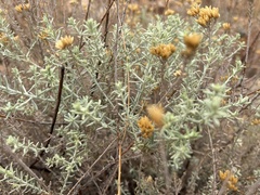Helichrysum kraussii