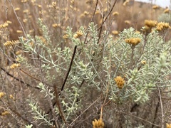 Helichrysum kraussii