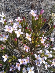 Lachnaea grandiflora